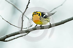 Blackburnian Warbler - Setophaga fusca