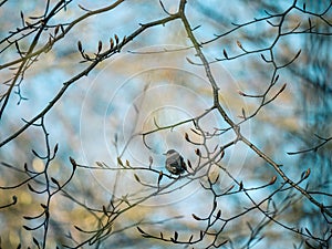 A blackcap bird in a tree