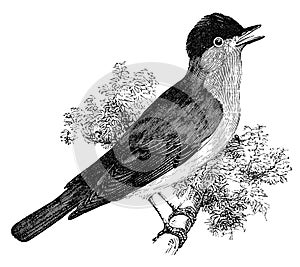 Pták starodávný ilustrace 