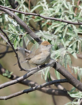 Blackcap female
