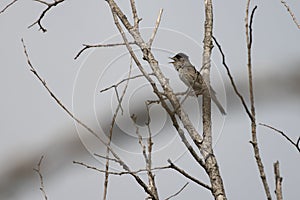 Blackcap rests on the branch