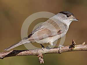 Blackcap, Sylvia atricapilla