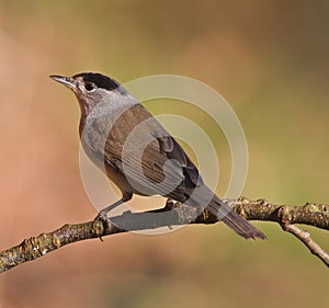 Blackcap, Sylvia atricapilla