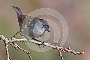 Blackcap, Sylvia atricapilla