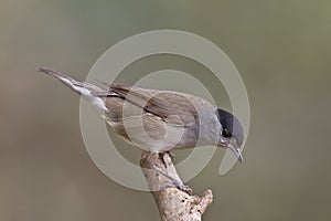 Blackcap, Sylvia atricapilla