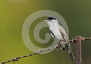 Blackcap (Sylvia atricapilla)