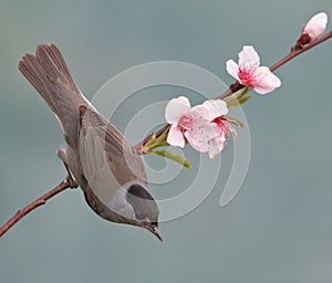 Blackcap, Sylvia atricapilla