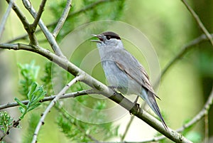 Blackcap (Sylvia atricapilla)