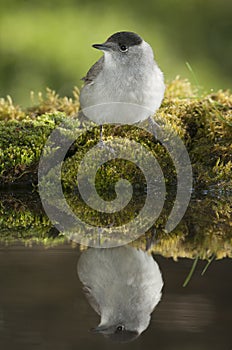 Blackcap Sylvia atricapilla,drinking water with its reflection