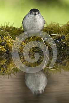 Blackcap Sylvia atricapilla, drinking water with its reflection