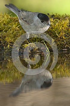 Blackcap Sylvia atricapilla, drinking water with its reflection