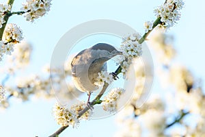 Blackcap (Sylvia atricapilla) male feeding on blossoms on a tree in spring, taken in England