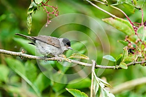 Blackcap (Sylvia atricapilla) male perched on a branch, on Crame Park Island, London, England