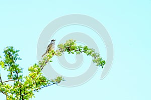 Blackcap (Sylvia atricapilla) male perched near the top of a bush in London