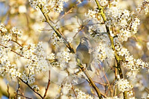 Blackcap (Sylvia atricapilla) male perched among spring blossom, taken in England