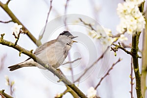 Blackcap (Sylvia atricapilla) male singing, taken in London, England