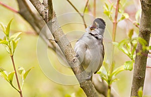 Blackcap, Sylvia atricapilla. Morning in the forest, a male bird sits on a tree branch and sings. It differs from the female in a