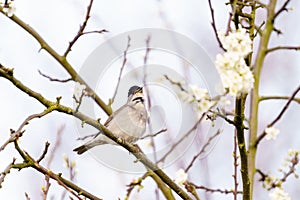 Blackcap (Sylvia atricapilla) perched on a blooming bush in spring singing, taken in London