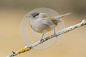 Blackcap (Sylvia atricapilla )