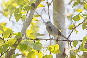 Blackcap Sylvia atricapilla Singing Bird, Eurasian blackcap