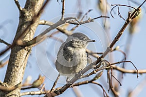 Blackcap (Sylvia atripacilla)