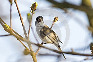 Blackcap (Sylvia atripacilla)