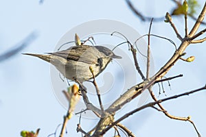 Blackcap (Sylvia atripacilla)