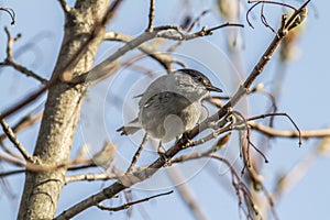 Blackcap (Sylvia atripacilla)