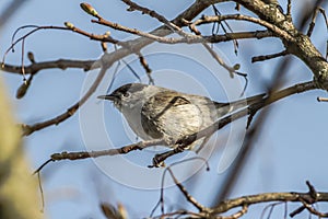 Blackcap (Sylvia atripacilla)