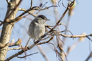 Blackcap (Sylvia atripacilla)