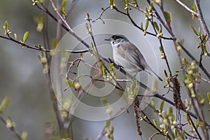 Blackcap Sylvia atripacilla