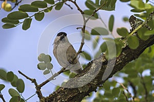 Blackcap Sylvia atripacilla