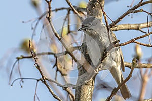 Blackcap Sylvia atripacilla