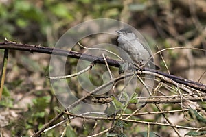 Blackcap Sylvia atripacilla