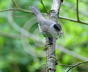 Blackcap warbler perches on branch with insect prey