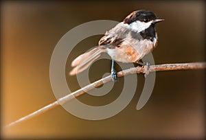 Blackcapped chickadee