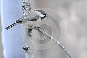 Blackcapped chickadee