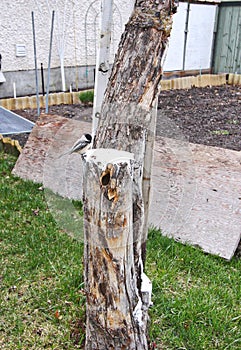 Blackcapped Chickadee making a nest in an old tree stump