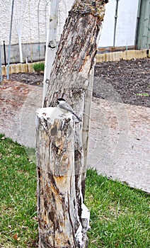 Blackcapped Chickadee making a nest in an old tree stump