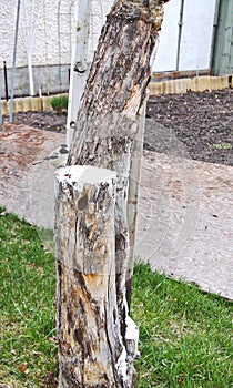 Blackcapped Chickadee making a nest in an old tree stump