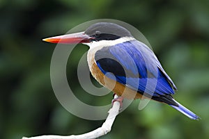 Blackcapped kingfisher