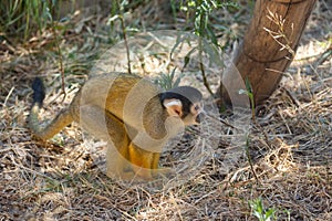 Blackcapped squirrel monkey