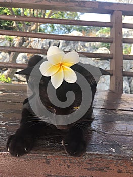 Blackcat cat flower chilling