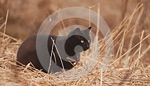 Blackcat in tall grasses hunting for critters