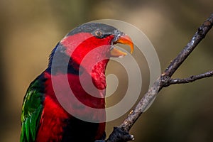 Blackccapped lory