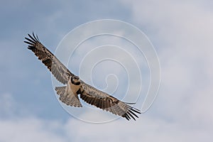 Blackchested Snake eagle