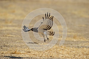 Blackchested Snake-Eagle (Circaetus pectoralis) Kgalagadi Transfrontier Park, South Africa