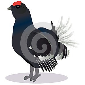 Blackcock bird