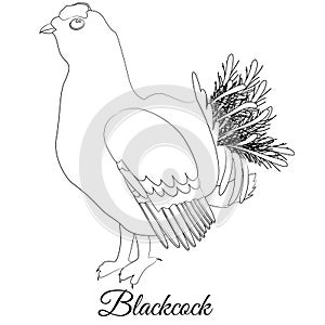 Blackcock bird coloring outline vector