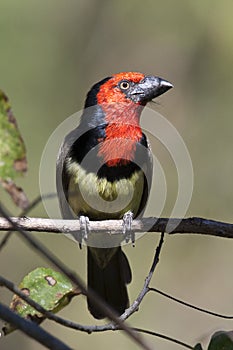 Blackcollared Barbet - Botswana
